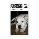 White Mastiff/Bulldog Mixed Breed Postage Stamps