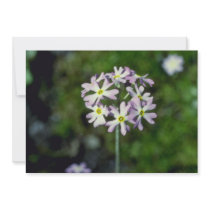 white Mealy Primrose (Primula Laurentiana) flowers Announcements