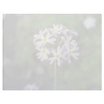 white Mealy Primrose (Primula Laurentiana) flowers Customized Letterhead