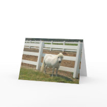 White miniature horse greeting card by ritmoboxer White miniature horse greeting card