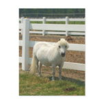 White miniature horse postcard