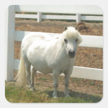 White Miniature horse Sticker