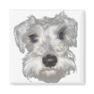White Miniature Schnauzer Magnet magnet