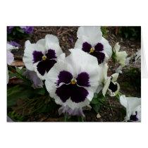 White mixed pansy card