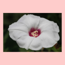 White Morning Glory Canvas Print posters