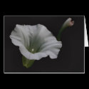 White Morning Glory Flower Photo Blank Note Card