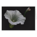 White Morning Glory Flower Photo Blank Note Card by SmilinEyesTreasures White Morning Glory Flower Photo Blank Note Card