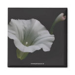 White Morning Glory Flower Photo Magnet