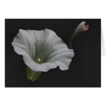 White Morning Glory Flower Photography Note Card by SmilinEyesTreasures White Morning Glory Flower Photography Note Card