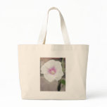 White Morning Glory - Love Eternal White Morning Glory - Love Eternal