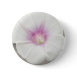 White Morning Glory - Love Eternal White Morning Glory - Love Eternal