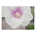 White Morning Glory - Love Eternal White Morning Glory - Love Eternal