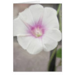 White Morning Glory - Love Eternal White Morning Glory - Love Eternal