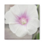White Morning Glory - Love Eternal White Morning Glory - Love Eternal