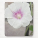 White Morning Glory - Love Eternal White Morning Glory - Love Eternal