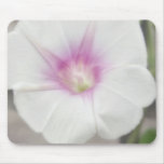 White Morning Glory - Love Eternal White Morning Glory - Love Eternal