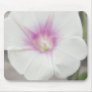 White Morning Glory - Lov...