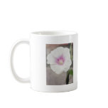 White Morning Glory - Love Eternal White Morning Glory - Love Eternal