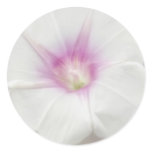 White Morning Glory - Love Eternal White Morning Glory - Love Eternal