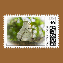 White Morpho stamps
