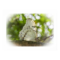 White Morpho Poster