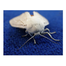 White Moth Dominica Postcards