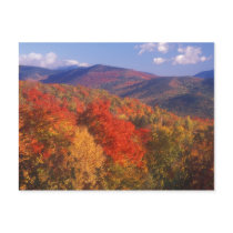 White Mountain Foliage Bear Notch Post Card