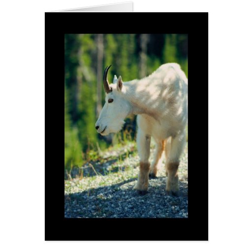 White Mountain Goat Greeting Cards