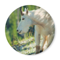 White Mountain Goat magnets