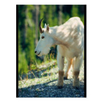 White Mountain Goat postcards