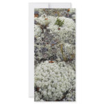 White Mountains National Recreation Area, Lichen Rack Card Design