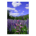 White Mountains posters