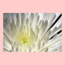 White Mum on Canvas Print, Version C posters