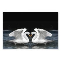 White Mute Swan Mirror Image Art Photo
