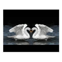 White Mute Swan Mirror Image Postcard