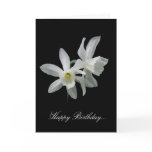 triandrus, narcissus, daffodil, daffodils, bulb,