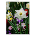 White Narcissus cards