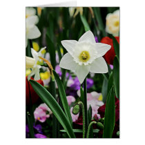 White Narcissus cards