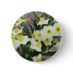 white narcissus flower, white flower, narcissus,