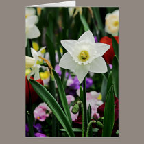 White Narcissus cards
