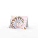 White Nautilus 2 cards