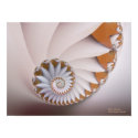 White Nautilus posters by bragova White Nautilus posters