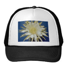white Night blooming cereus (Hylocereus undatus) f Hat
