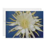 white Night blooming cereus (Hylocereus undatus) f Personalized Announcements