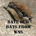 White Nose Syndrome Button button