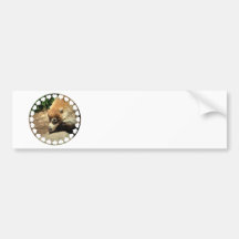  White Nosed Coati Bumper Sticker