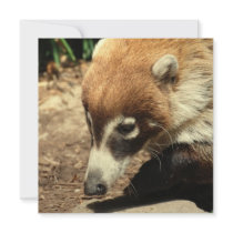 White Nosed Coati Invitations