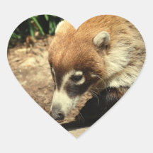  White Nosed Coati Stickers
