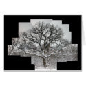 White Oak in Winter cards