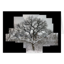 White Oak in Winter cards